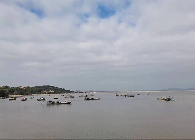 沙埔鎮(zhèn)青嶼村灘涂。沙埔鎮(zhèn)供圖