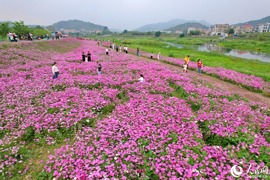 廈門同安田洋格桑花競(jìng)相綻放。人民網(wǎng)記者 陳博攝