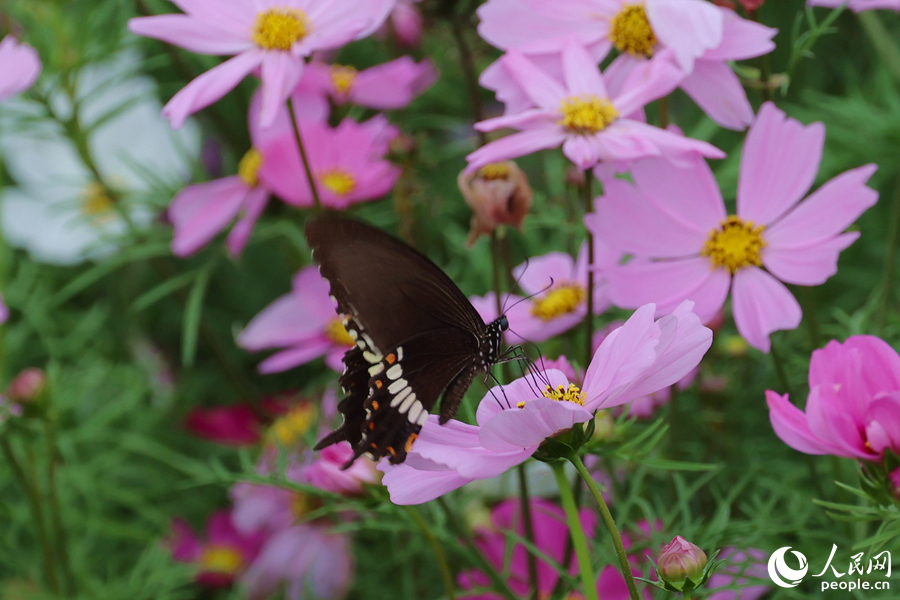 蝴蝶在格桑花上吸食花蜜。人民網(wǎng)記者 陳博攝