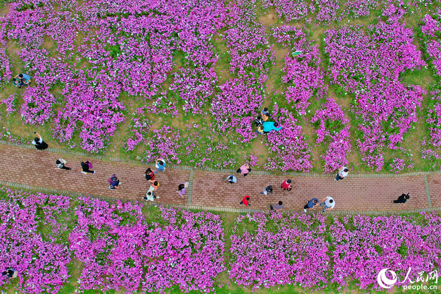 市民游客徜徉于萬花之中。人民網(wǎng)記者 陳博攝