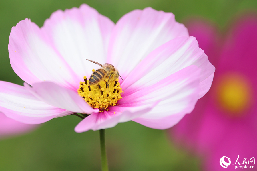 蜜蜂在格桑花上采蜜。人民網(wǎng)記者 陳博攝