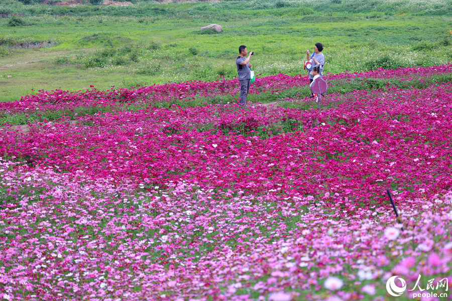 深淺不一的格桑花花海隨風(fēng)搖曳生姿。人民網(wǎng)記者 陳博攝