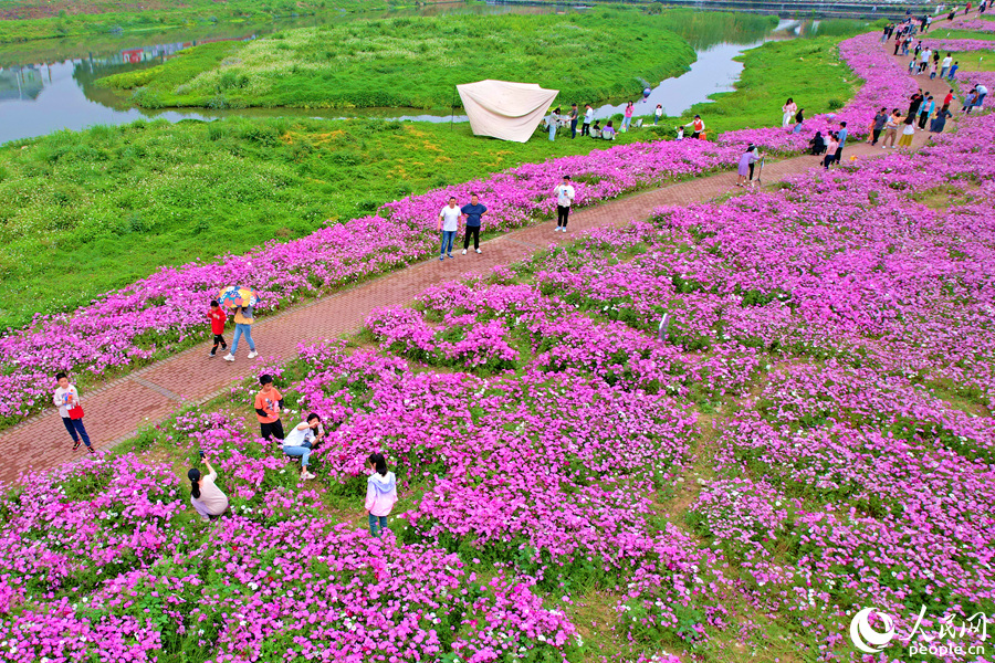 廈門同安田洋格桑花花海春意濃。人民網(wǎng)記者 陳博攝