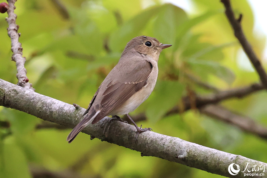 紅胸姬鹟在廈門市思明區(qū)軟件園二期現(xiàn)身。人民網(wǎng)記者 陳博攝