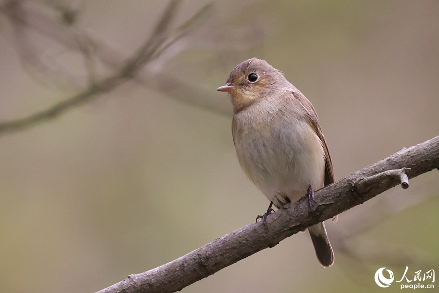 紅胸姬鹟在枝頭停留。人民網(wǎng)記者 陳博攝