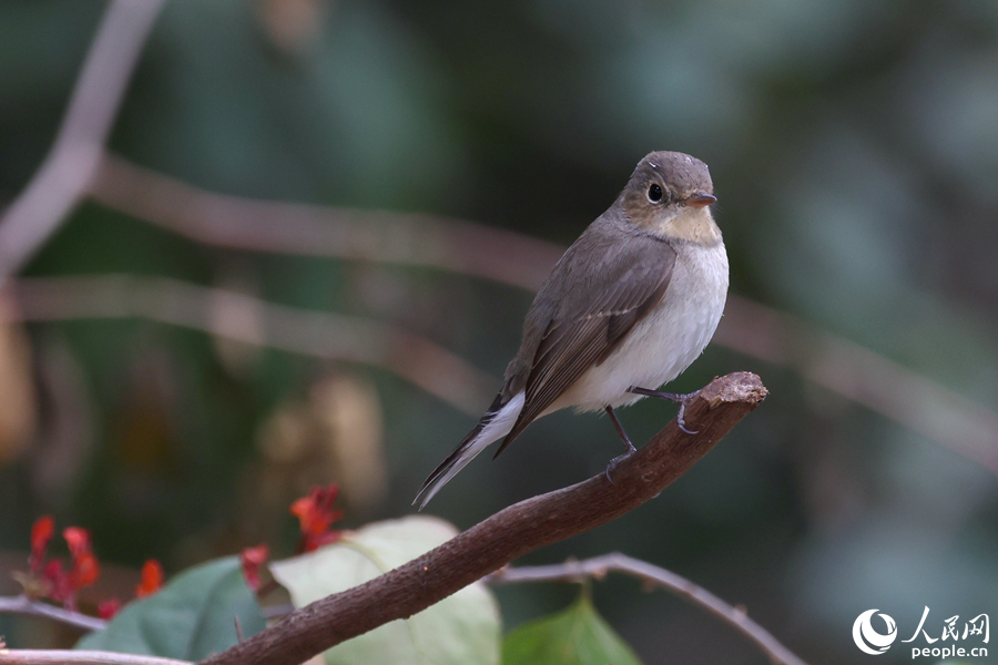 俏皮可愛的紅胸姬鹟。人民網(wǎng)記者 陳博攝