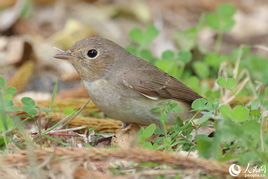 紅胸姬鹟在草地上覓食。人民網(wǎng)記者 陳博攝