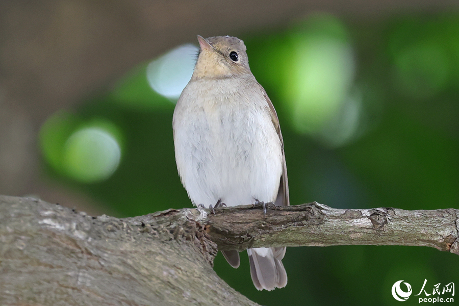 小巧玲瓏的紅胸姬鹟十分討喜。人民網(wǎng)記者 陳博攝