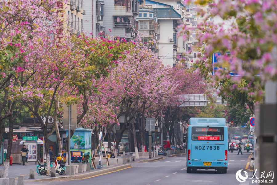 廈門禾祥東路宮粉羊蹄甲夾道盛開(kāi)。人民網(wǎng)記者 陳博攝