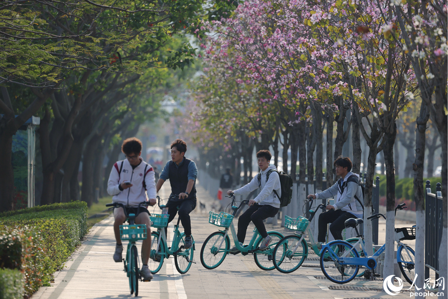廈門湖濱北路宮粉羊蹄甲花朵競(jìng)相綻放。人民網(wǎng)記者 陳博攝