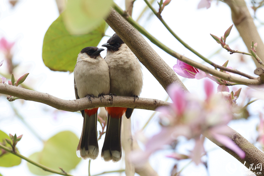 廈門同安城南路旁，一對(duì)白喉紅臀鵯在粉花深處相互依偎。人民網(wǎng)記者 陳博攝