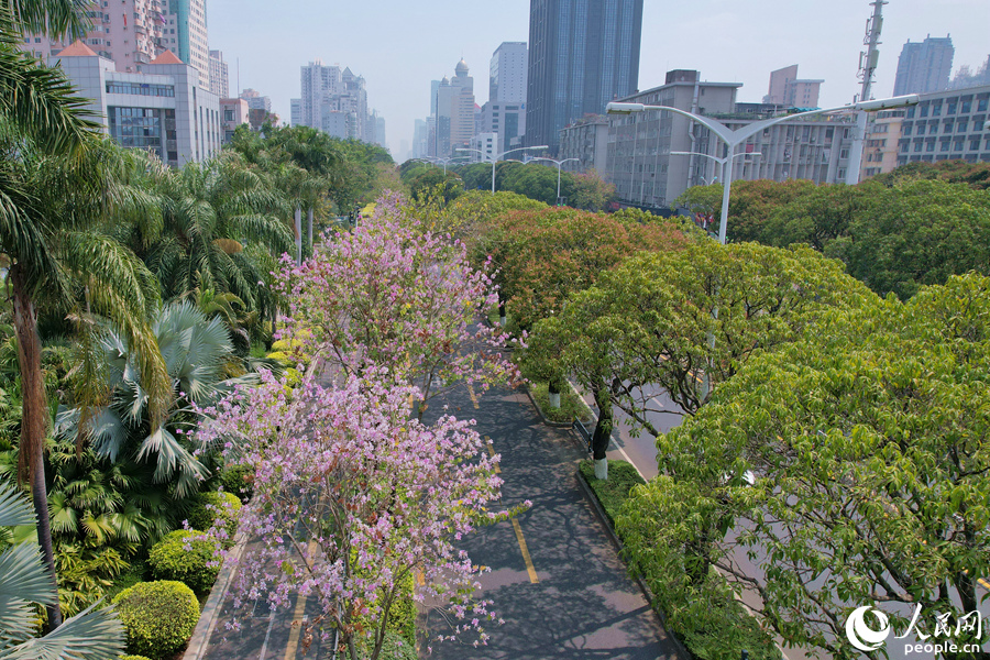 廈門湖濱南路宮粉羊蹄甲隨風(fēng)搖曳生姿。人民網(wǎng)記者 陳博攝