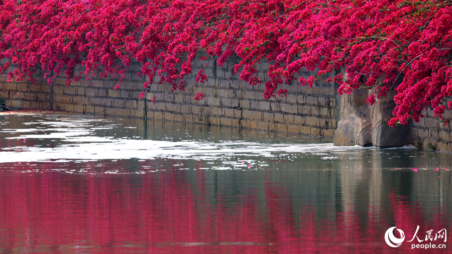 三角梅花海與池中倒影相映成畫。人民網(wǎng)記者 陳博攝