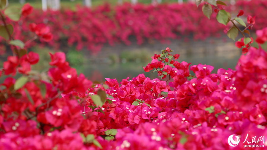 月美池四周花紅水綠美如畫。人民網(wǎng)記者 陳博攝