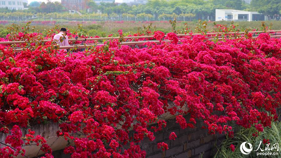 玫紅色的三角梅在枝頭競(jìng)相綻放。人民網(wǎng)記者 陳博攝