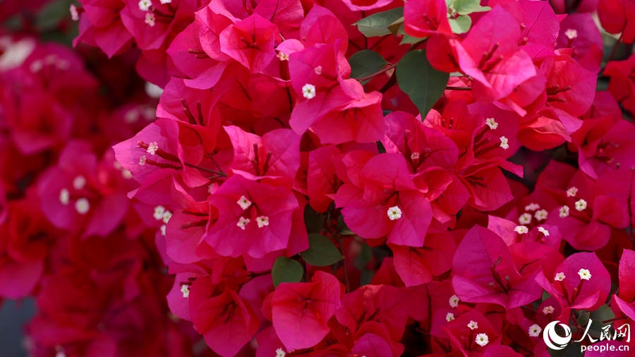 月美池公園的三角梅花期將持續(xù)至5月底。人民網(wǎng)記者 陳博攝