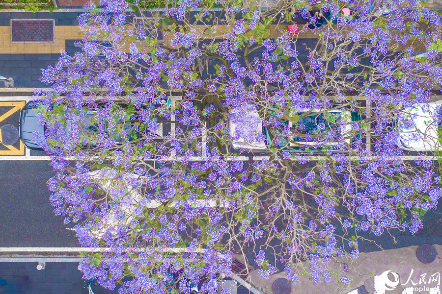 廈門思明官任路藍花楹繁花滿樹。人民網(wǎng)記者 陳博攝