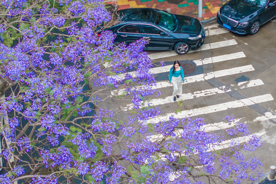 市民游客漫步藍花楹樹下。許秋珩攝