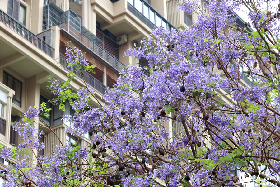 藍紫色花朵隨風(fēng)輕舞。人民網(wǎng)記者 陳博攝