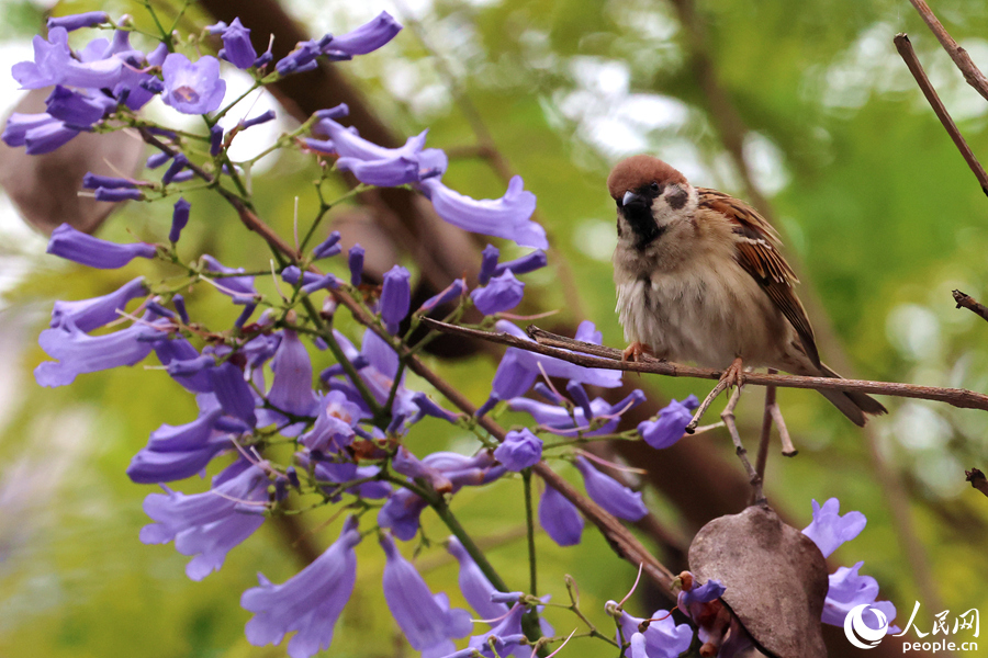 麻雀在藍花楹枝頭啼鳴。人民網(wǎng)記者 陳博攝