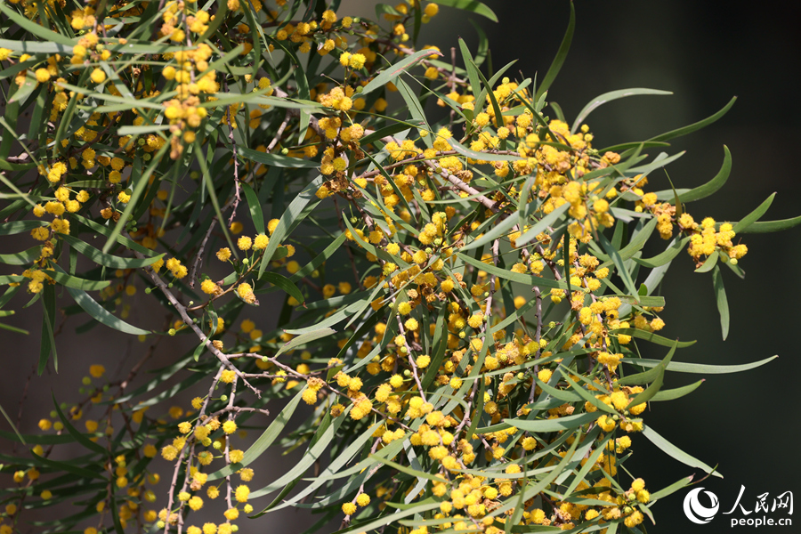 相思樹小圓球狀的花朵綴滿枝頭。人民網(wǎng)記者 陳博攝