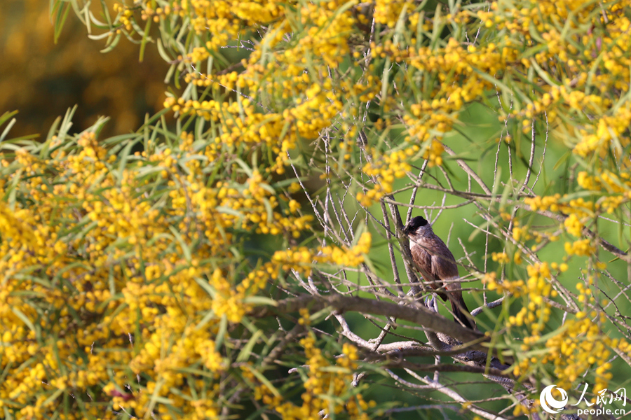 白喉紅臀鵯在相思樹花枝上休憩。人民網(wǎng)記者 陳博攝