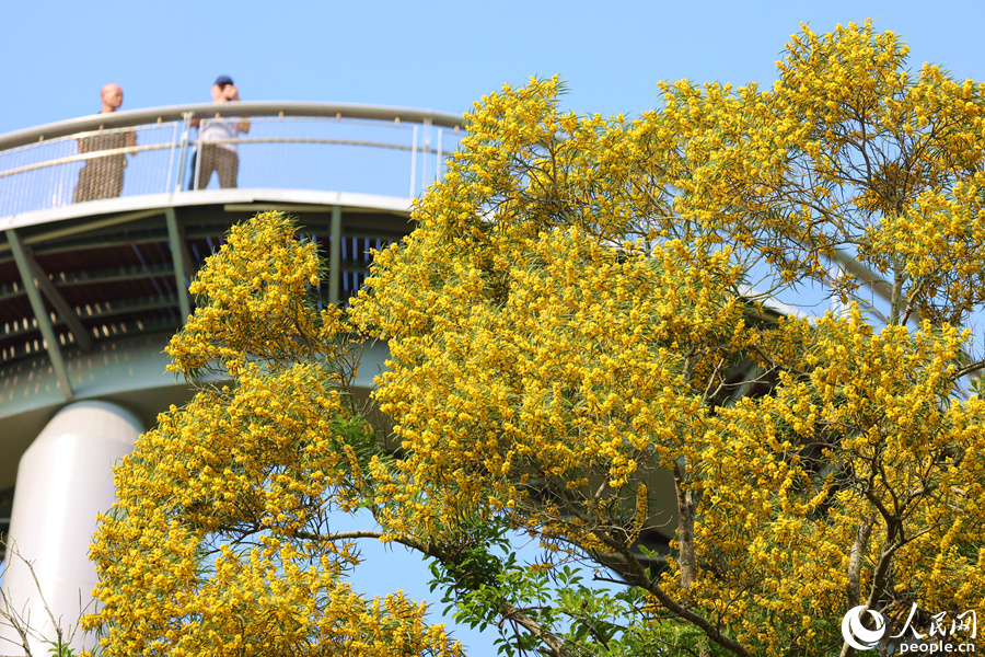 相思花宛如金色瀑布傾瀉而下。人民網(wǎng)記者 陳博攝