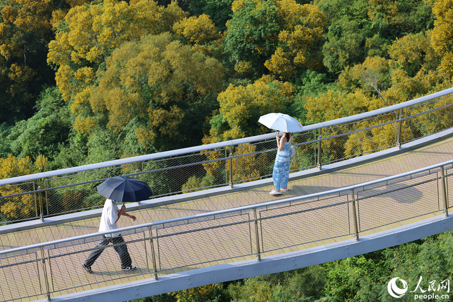 山坡上的黃花引得市民游客前來觀賞。人民網(wǎng)記者 陳博攝