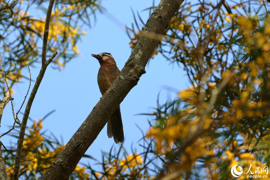 白頰噪鹛在相思樹上啼鳴。人民網(wǎng)記者 陳博攝