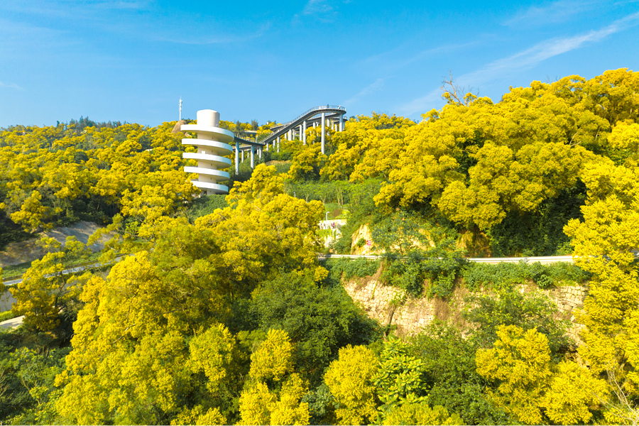 盛開的相思花為四季常青的山谷披上一層“黃金甲”。許秋珩攝