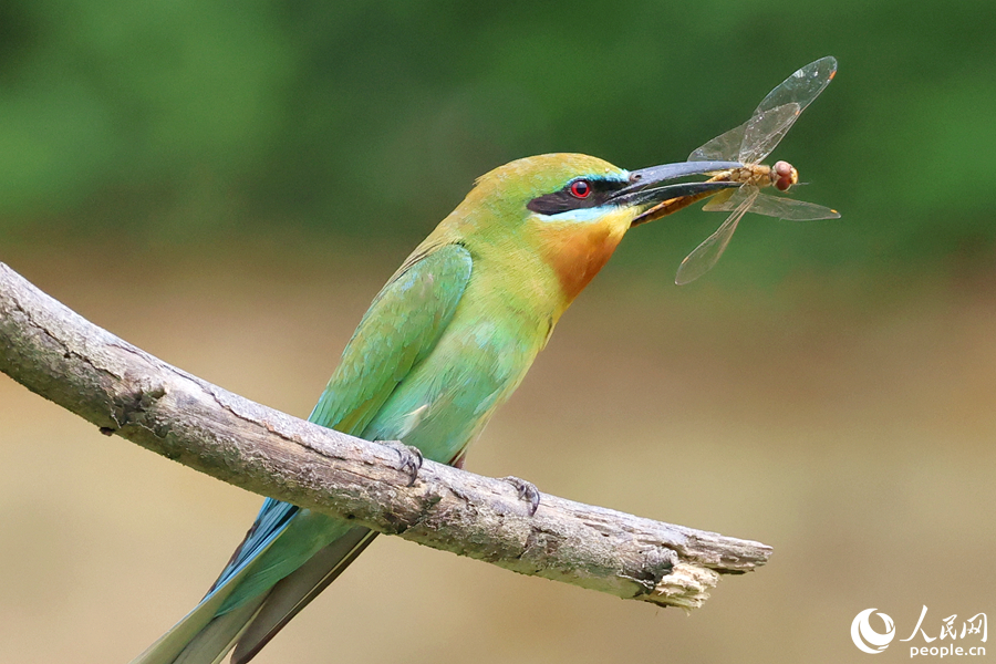 身披靚麗羽毛的栗喉蜂虎捕食蜻蜓。人民網(wǎng)記者 陳博攝