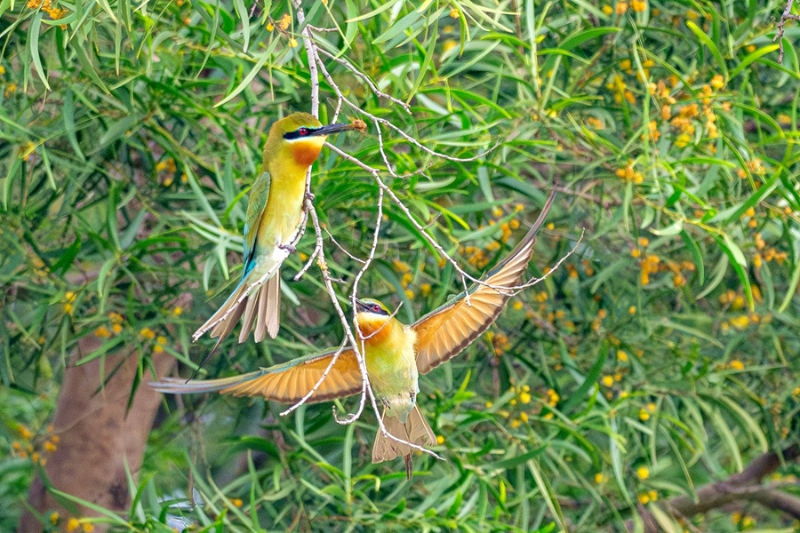 相思樹(shù)黃花綴滿枝頭，引得栗喉蜂虎在花海中穿梭。周志強(qiáng)攝