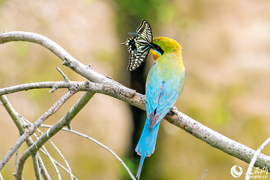 銜著蝴蝶的栗喉蜂虎在臨水枯木上停歇。人民網(wǎng)記者 陳博攝