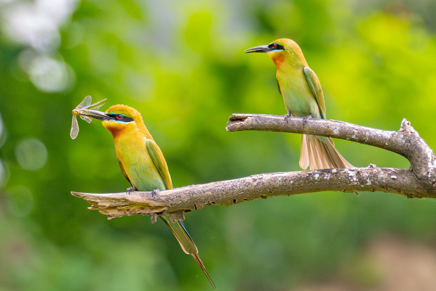 在保護(hù)區(qū)中，瓜果飄香常年引來(lái)蜂蝶流連，為栗喉蜂虎提供了豐沛的食物資源。周志強(qiáng)攝