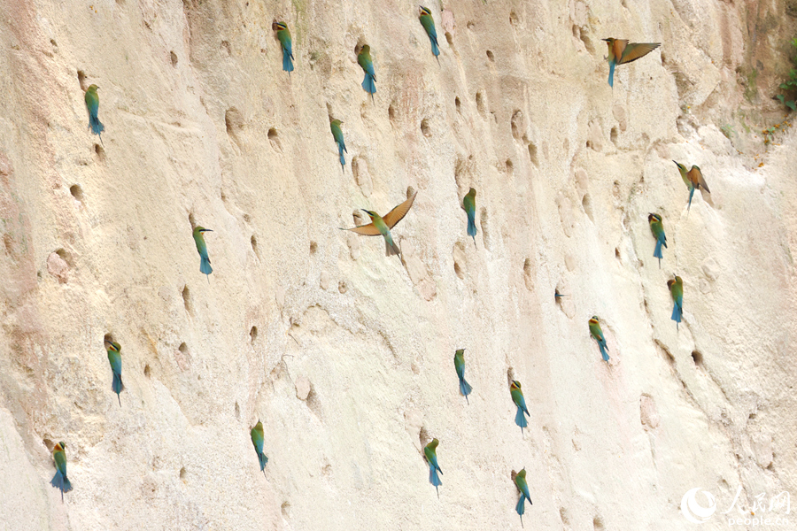 在保護(hù)區(qū)內(nèi)的騎馬山崖面上，已聚集著不少前來(lái)營(yíng)巢的栗喉蜂虎。人民網(wǎng)記者 陳博攝