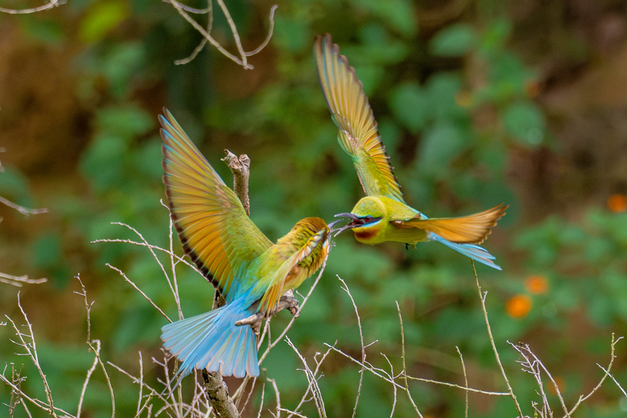 栗喉蜂虎在保護(hù)區(qū)的樹(shù)林中嬉戲打鬧。周志強(qiáng)攝