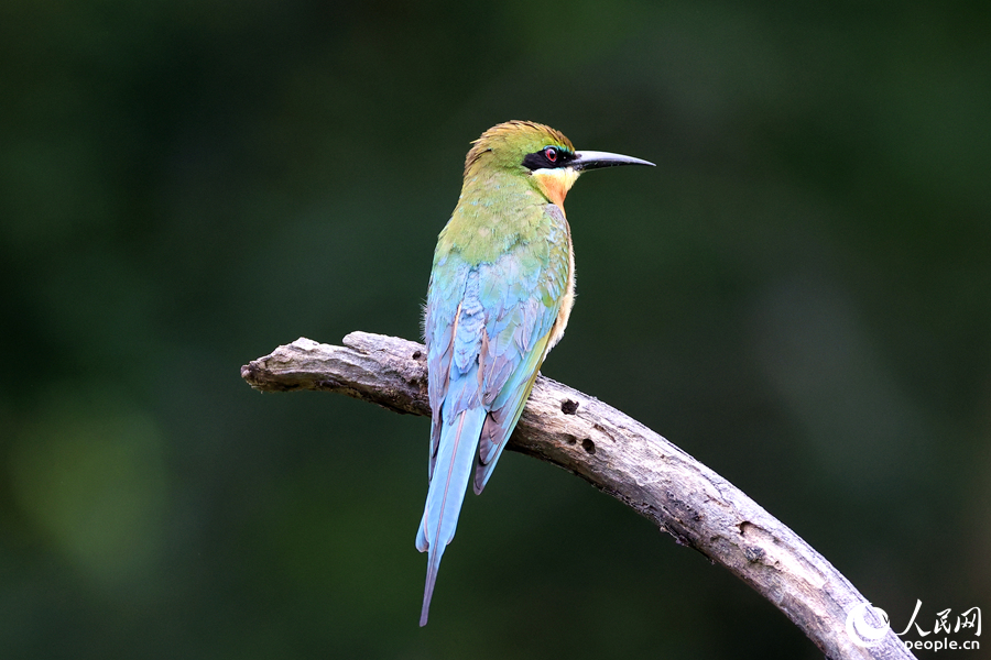 栗喉蜂虎在枯木頂端遠(yuǎn)眺。人民網(wǎng)記者 陳博攝