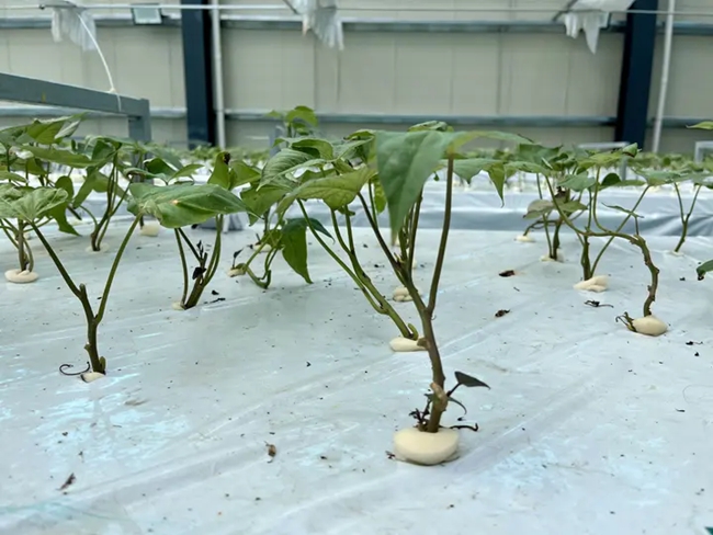 霧培室的苗床上，馬鈴薯苗綠意盎然。