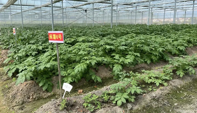 馬鈴薯培育大棚。
