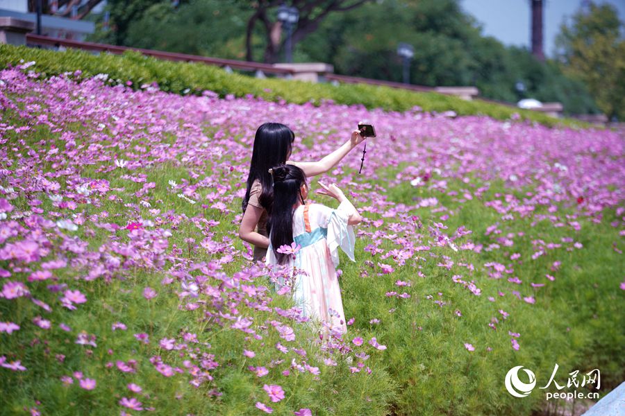 大片花海吸引眾多市民和游客拍照打卡。人民網(wǎng)記者 蘭志飛攝