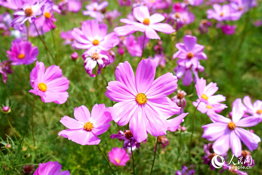 公園里盛開(kāi)的波斯菊。人民網(wǎng)記者 蘭志飛攝