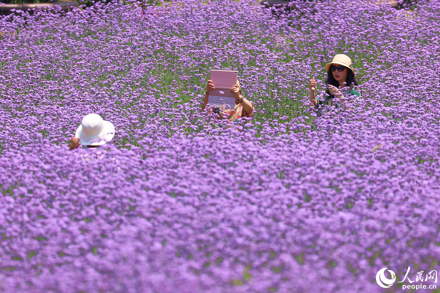 初夏的馬鞭草花海靜謐優(yōu)雅，唯美浪漫。人民網(wǎng)記者 陳博攝