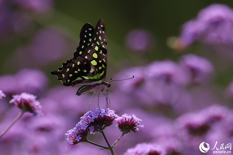 統(tǒng)帥青鳳蝶在柳葉馬鞭草花海中流連。人民網(wǎng)記者 陳博攝
