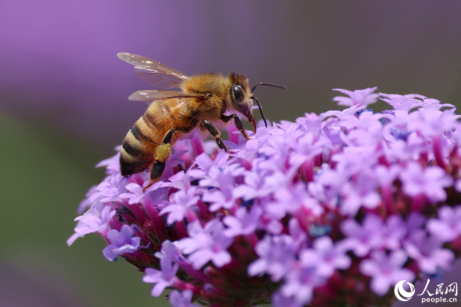 氤氳香氣引來蜜蜂采蜜。人民網(wǎng)記者 陳博攝