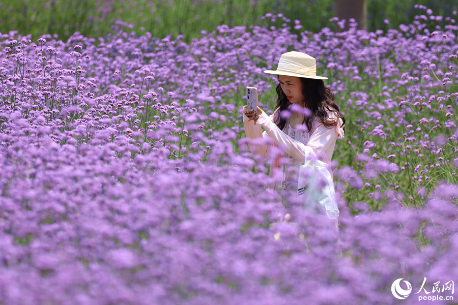 游客用手機拍攝花海美景。人民網(wǎng)記者 陳博攝
