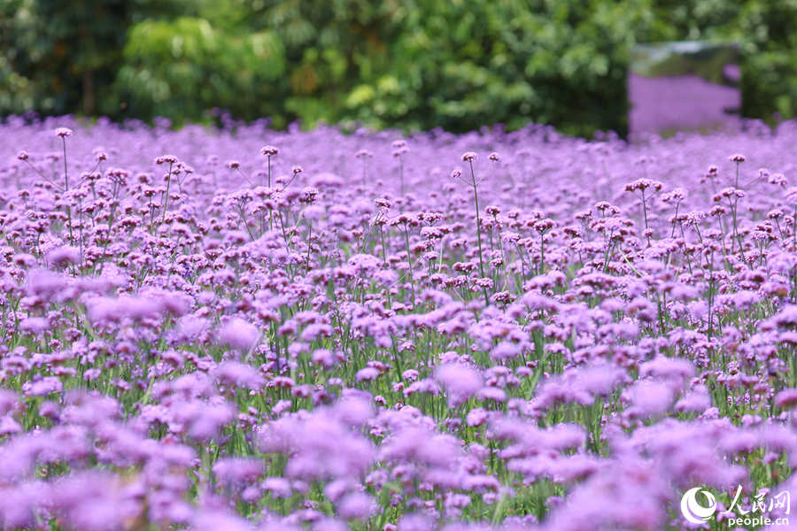 “亂花漸欲迷人眼”。人民網(wǎng)記者 陳博攝