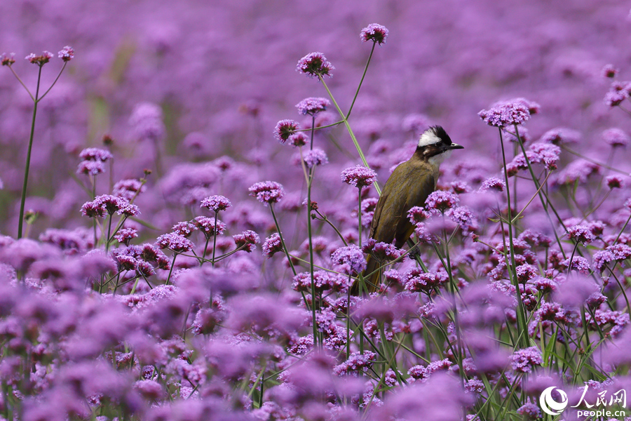 白頭鵯立花枝頂端遠眺。人民網(wǎng)記者 陳博攝