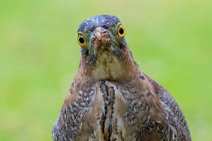 正面觀賞黑冠鳽，表情顯得十分可愛。周龍杰攝