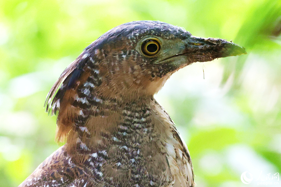 黑冠鳽善用嘴從泥土中尋找蚯蚓。人民網(wǎng)記者 陳博攝