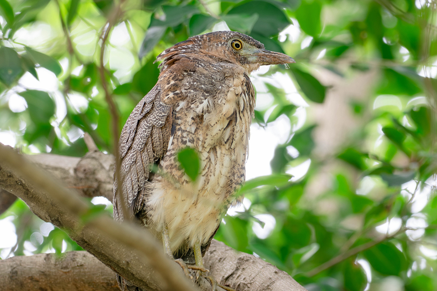 黑冠鳽在樹上休憩。周志強(qiáng)攝